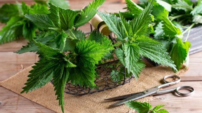 etkili_bir_kan_temizleyici_saglik_icin_ondan_daha_faydalisi_yok_hem_yemegi_yapiliyor_hem_de_cayi_h142531_fdaab